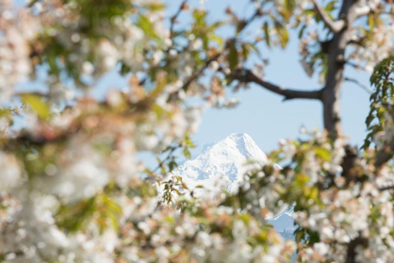 山景. Hood through a cherry tree with blossoms