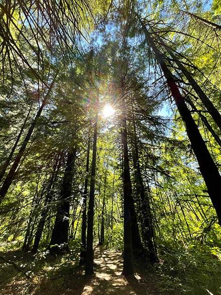 sunshine filtering through some tall pine trees