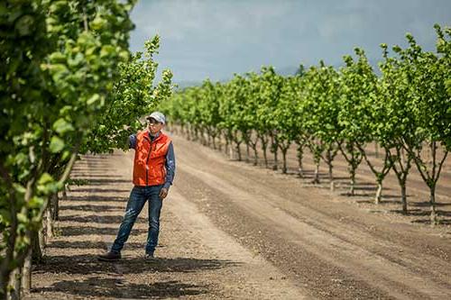 person standing in an orchard examining a tree